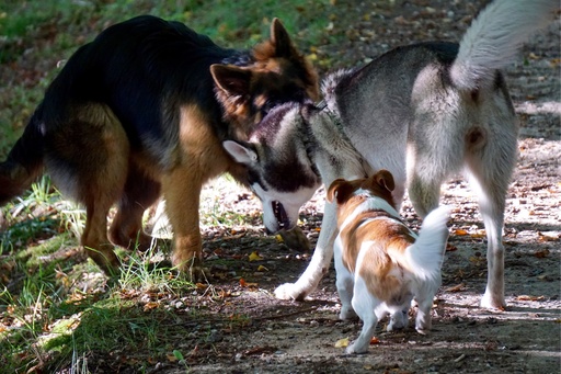 Jörn Nitsche | Tierische Momente | Werbefotograf auf alleFotografen
