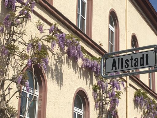 Jörn Nitsche | Altstadt | Tierfotograf auf alleFotografen