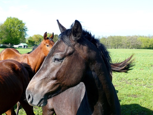 Jörn Nitsche | Tierische Momente | Tierfotograf auf alleFotografen