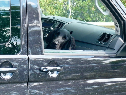 Jörn Nitsche | Tierische Momente | Tierfotograf auf alleFotografen