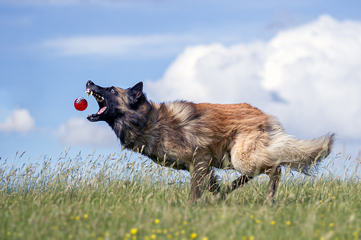 Irina Wonneberg Tierfotografie | Hunde in Action | Pferdefotograf auf alleFotografen