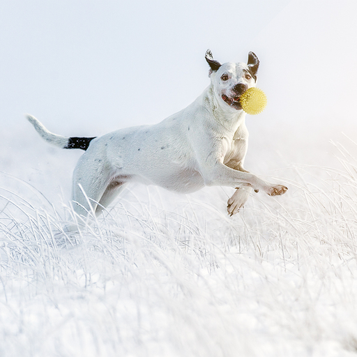 Irina Wonneberg Tierfotografie | Hunde in Action | Hundefotograf auf alleFotografen