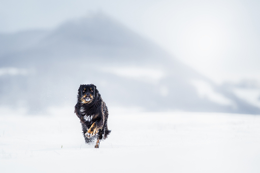 Irina Wonneberg Tierfotografie | Hunde in Action | Hundefotograf auf alleFotografen