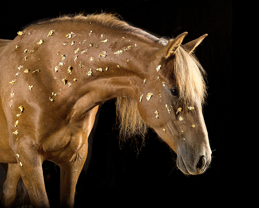 Irina Wonneberg Tierfotografie | Pferde im Studio | Hundefotograf auf alleFotografen
