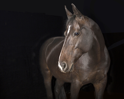 Irina Wonneberg Tierfotografie | Pferde im Studio | Tierfotograf auf alleFotografen