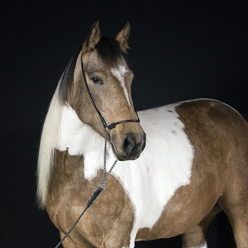 Irina Wonneberg Tierfotografie | Pferde im Studio | Hundefotograf auf alleFotografen