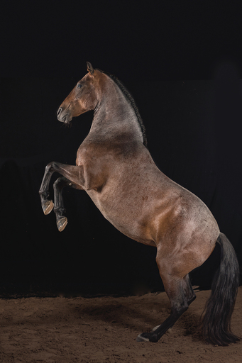 Irina Wonneberg Tierfotografie | Pferde im Studio | Hundefotograf auf alleFotografen