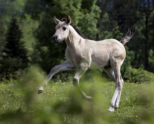 Irina Wonneberg Tierfotografie | Pferde in Action | Tierfotograf auf alleFotografen