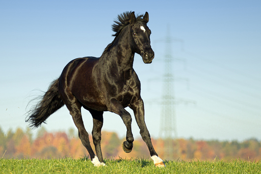 Irina Wonneberg Tierfotografie | Pferde in Action | Pferdefotograf auf alleFotografen