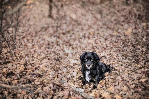 Irina Wonneberg Tierfotografie | Porträts | Tierfotograf auf alleFotografen
