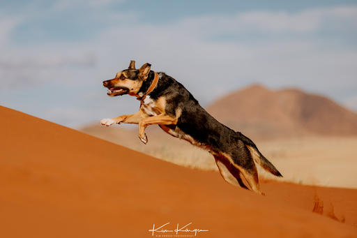 Kim Kärger Photography | Hunde | Tierfotograf auf alleFotografen