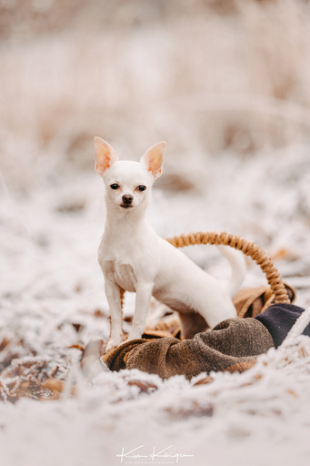 Kim Kärger Photography | Hunde | Paarfotograf auf alleFotografen