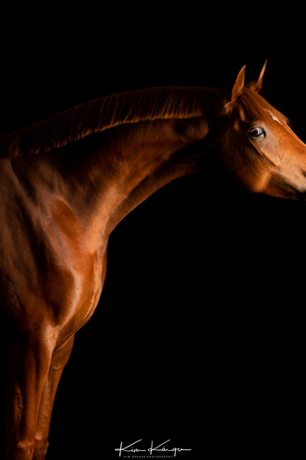 Kim Kärger Photography | Pferde | Hundefotograf auf alleFotografen
