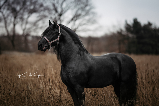 Kim Kärger Photography | Pferde | Portraitfotograf auf alleFotografen
