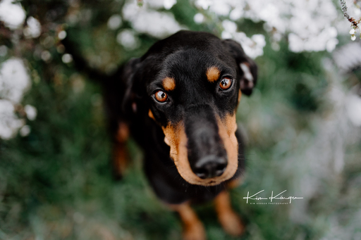 Kim Kärger Photography | Hunde | Hochzeitsfotograf auf alleFotografen