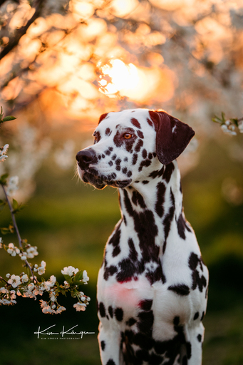 Kim Kärger Photography | Hunde | Tierfotograf auf alleFotografen