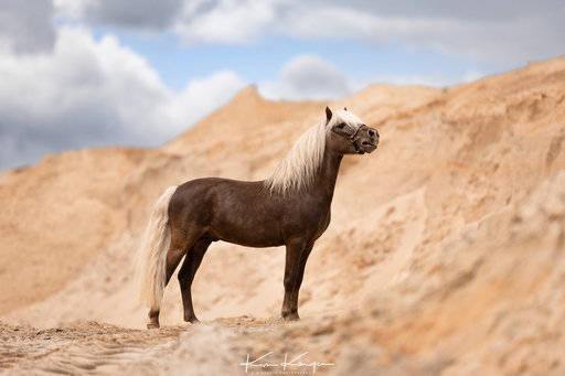 Kim Kärger Photography | Pferde | Tierfotograf auf alleFotografen