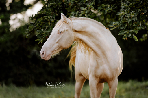 Kim Kärger Photography | Pferde | Portraitfotograf auf alleFotografen