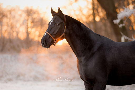 Kim Kärger Photography | Pferde | Babyfotograf auf alleFotografen