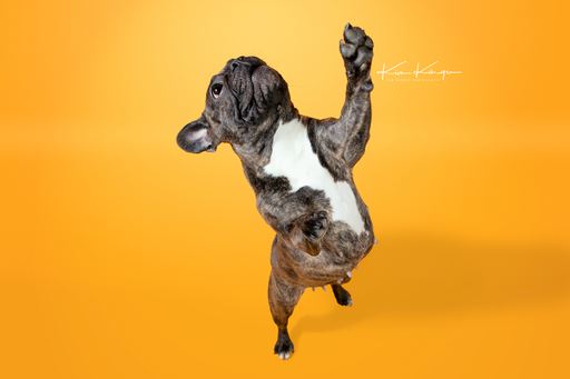 Kim Kärger Photography | Hunde | Pferdefotograf auf alleFotografen