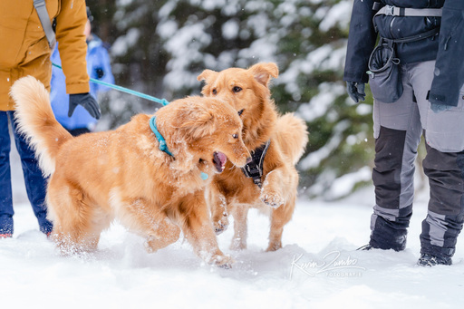 Kevin Zumbo Hundefotografie | Veranstaltungen Reportage | Hundefotograf auf alleFotografen