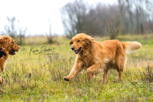 Kevin Zumbo Hundefotografie | Veranstaltungen Reportage | Werbefotograf auf alleFotografen