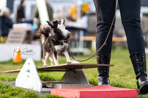 Kevin Zumbo Hundefotografie | Veranstaltungen Reportage | Werbefotograf auf alleFotografen