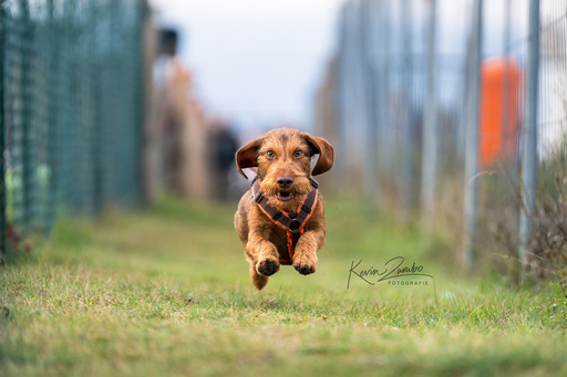 Kevin Zumbo Hundefotografie | Veranstaltungen Reportage | Hundefotograf auf alleFotografen