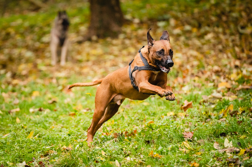 Kevin Zumbo Hundefotografie | Veranstaltungen Reportage | Hundefotograf auf alleFotografen