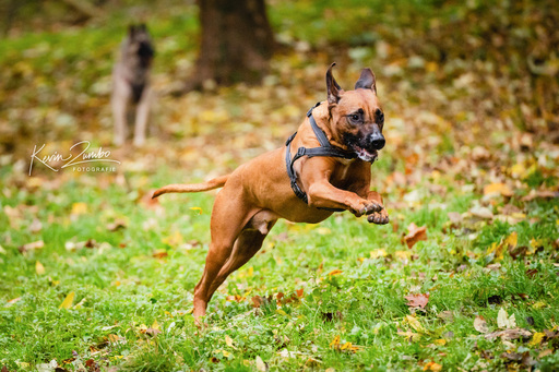 Kevin Zumbo Hundefotografie | Veranstaltungen Reportage | Hundefotograf auf alleFotografen