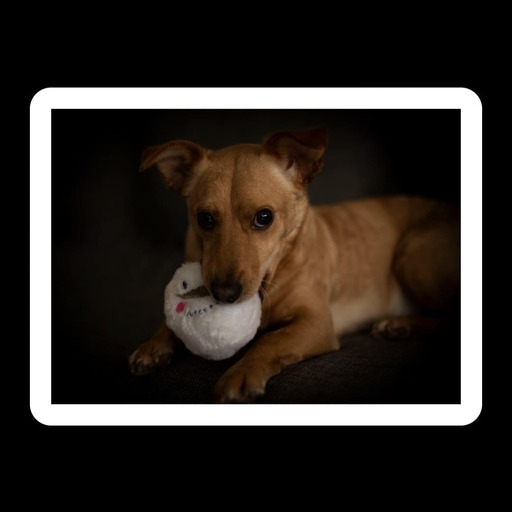 Justin Regge Fotografie | Tierfotografie | Paarfotograf auf alleFotografen