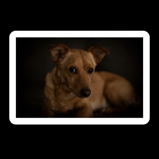 Justin Regge Fotografie | Tierfotografie | Paarfotograf auf alleFotografen