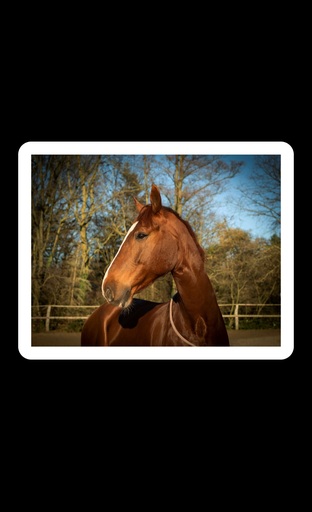 Justin Regge Fotografie | Tierfotografie | Hochzeitsfotograf auf alleFotografen