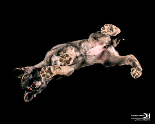 Christian Herzog Photography | Tierfotografie | Hundefotograf auf alleFotografen