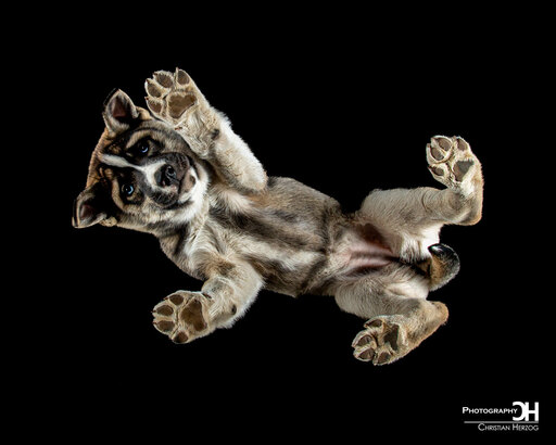 Christian Herzog Photography | Tierfotografie | Hundefotograf auf alleFotografen
