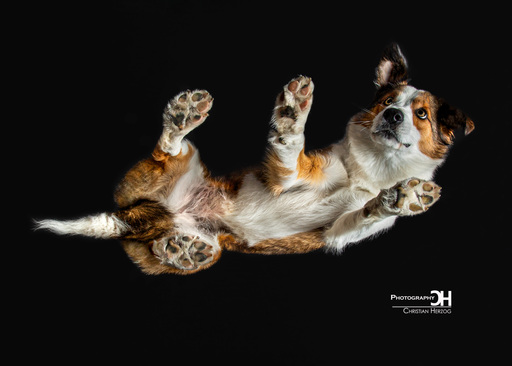Christian Herzog Photography | Tierfotografie | Sportfotograf auf alleFotografen
