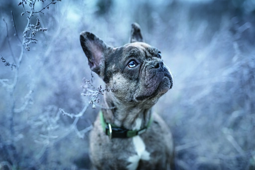 Chiara Calow - Fotografie | Portfolio | Tierfotograf auf alleFotografen