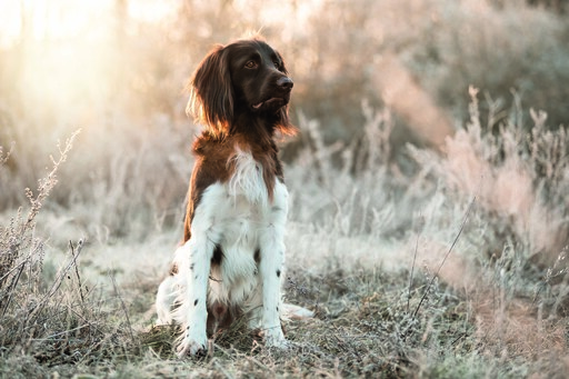 Chiara Calow - Fotografie | Portfolio | Hundefotograf auf alleFotografen