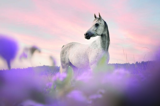 Chiara Calow - Fotografie | Portfolio | Tierfotograf auf alleFotografen