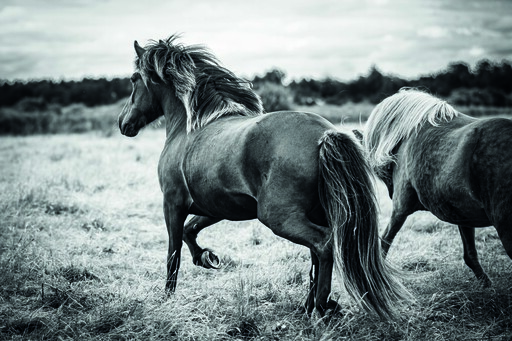 Chiara Calow - Fotografie | Portfolio | Pferdefotograf auf alleFotografen