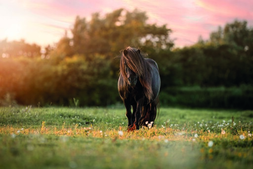 Chiara Calow - Fotografie | Portfolio | Pferdefotograf auf alleFotografen