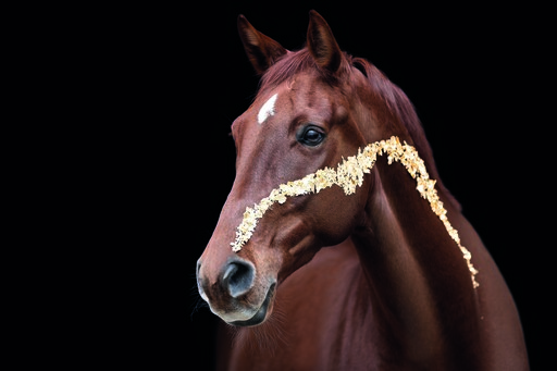 Chiara Calow - Fotografie | Portfolio | Pferdefotograf auf alleFotografen