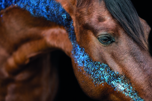 Chiara Calow - Fotografie | Portfolio | Hundefotograf auf alleFotografen