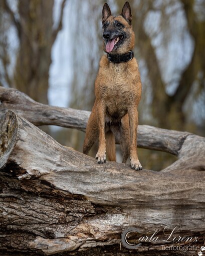Tierfotografie Carla Lorenz  | Hundefotografie  | Pferdefotograf auf alleFotografen