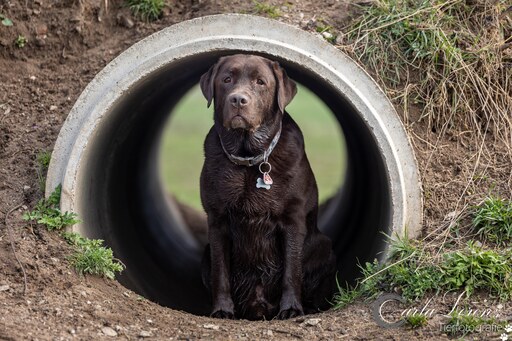 Tierfotografie Carla Lorenz  | Hundefotografie  | Werbefotograf auf alleFotografen
