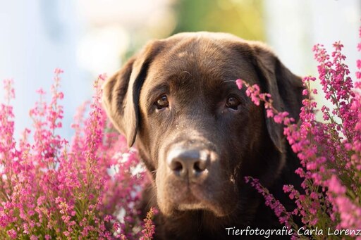 Tierfotografie Carla Lorenz  | Hundefotografie  | Imagefotograf auf alleFotografen
