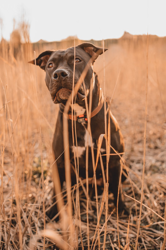 Stefanie Hürrich Fotografie | Hundefotografie | Familienfotograf auf alleFotografen