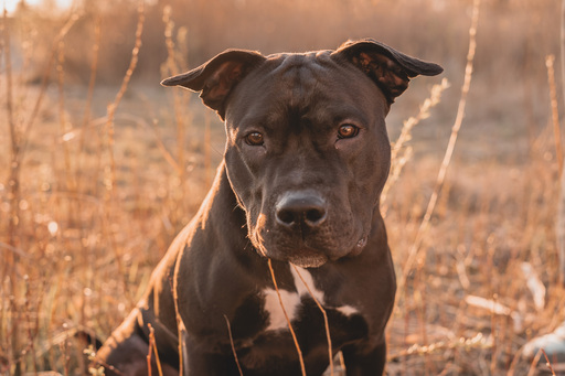 Stefanie Hürrich Fotografie | Hundefotografie | Babyfotograf auf alleFotografen