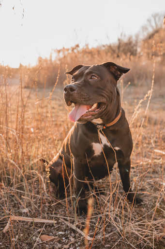 Stefanie Hürrich Fotografie | Hundefotografie | Babyfotograf auf alleFotografen