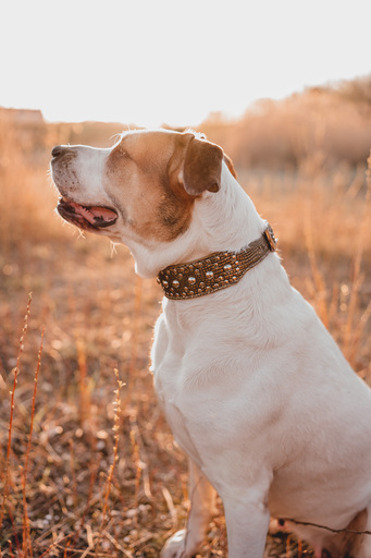 Stefanie Hürrich Fotografie | Hundefotografie | Babyfotograf auf alleFotografen